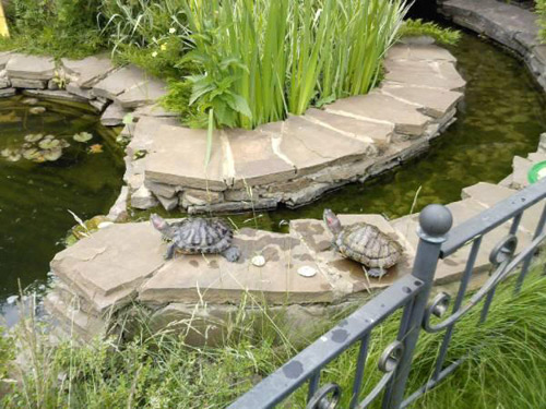 1429587942 pond turtles koi fish backyard ideas 1 ngoisao.vn Bài trí rùa phòng thủy trong nhà cho tiền vô như nước